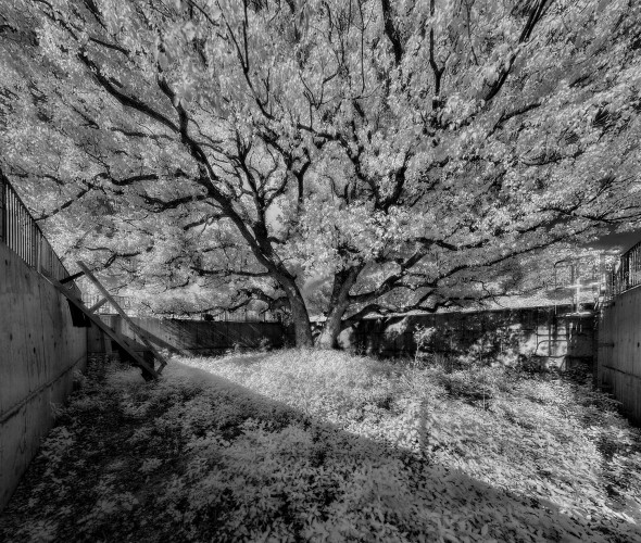2012-05-02-南華莆-老樟樹